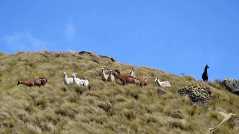 El paisaje de páramo es único en los Andes.