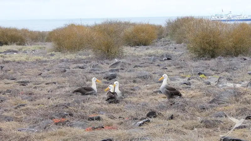 a group of Galapagos Albatros on Espaniola Island