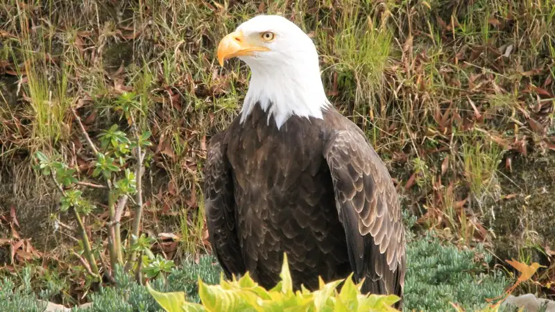 the condor you can observe from up close at the Condor Park near Otavalo