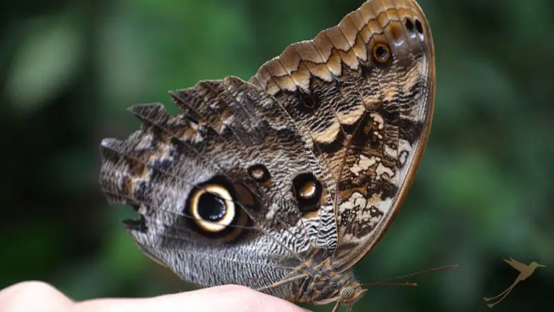 In Mindo and surroundings you can find many butterfly species