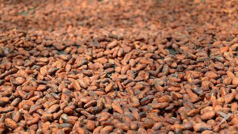 You can go on a Chocolate tour in Mindo