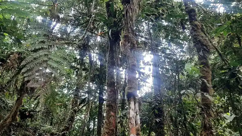 While staying in the south of Ecuador you should visit the Podocarpus National park