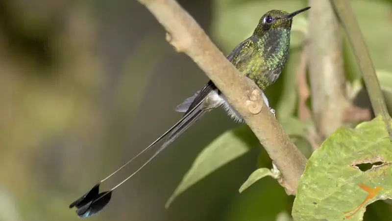 In the Sumaco Reserve you can observe numerous hummingbirds