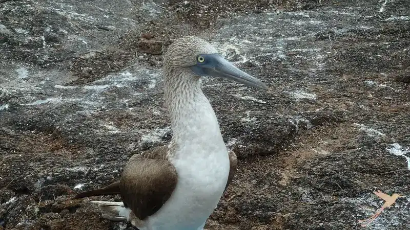 Blue footed boobies are also very typical on the Galapagos Islands
