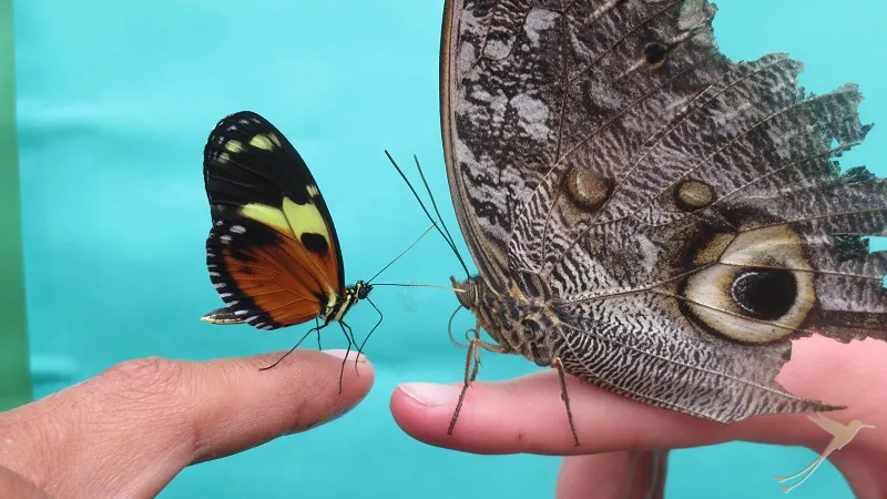 butterflies at the Mariposario of Mindo