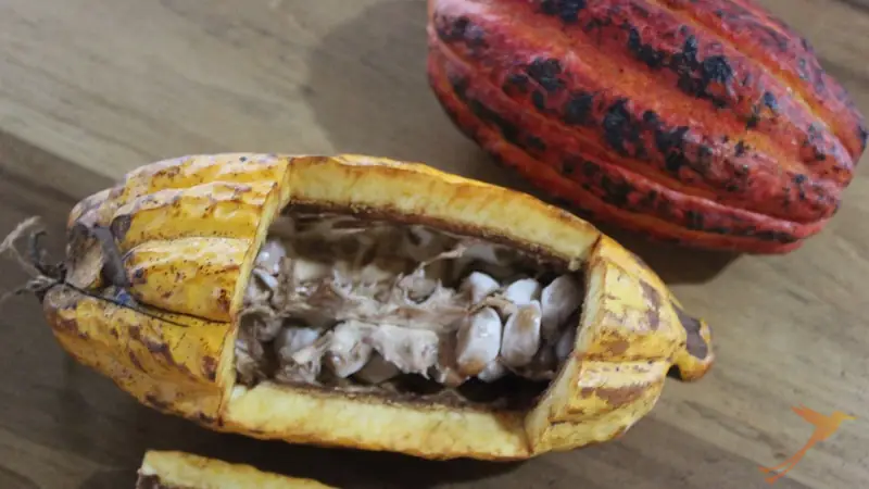 the cacao fruit opened with the seed inside