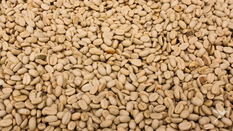 coffee beans before beeing roasted