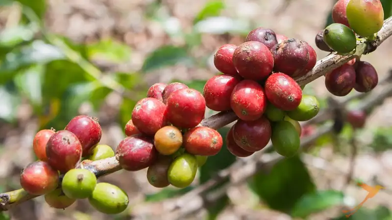 coffee fruit on the tree