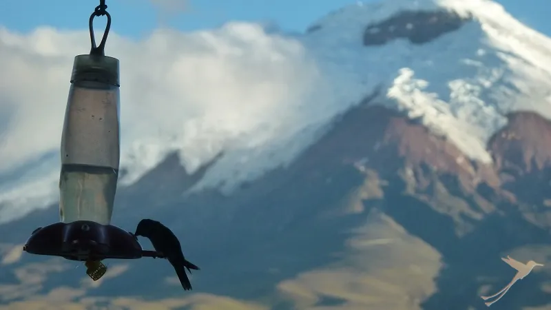 Colibri - Cotopaxi National Park
