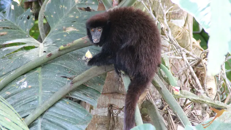 Observe monkeys and other animals in the Cuyabeno Reserve