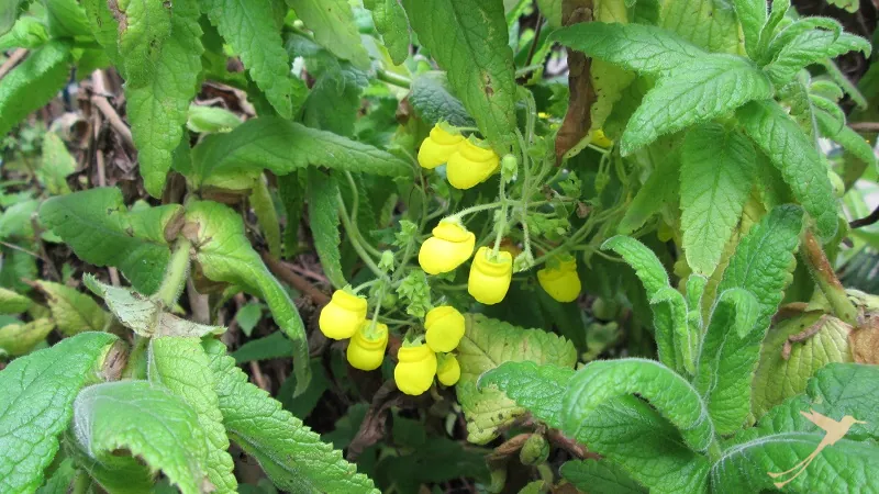 Baby-shoe flower