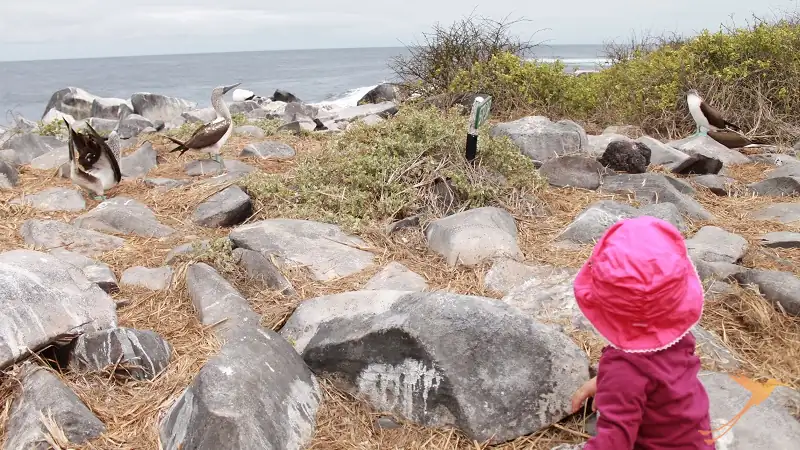 kids will be amazed by the flaura and fauna of the Galapagos