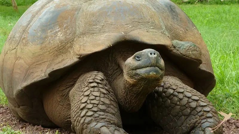 giant tortoise you can observe for example on the Island Santa Cruz