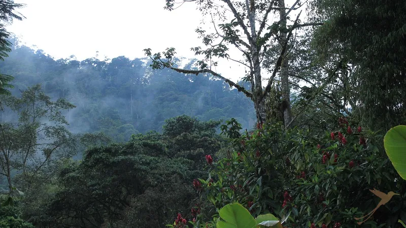 cloudforest landscape of Ecuador