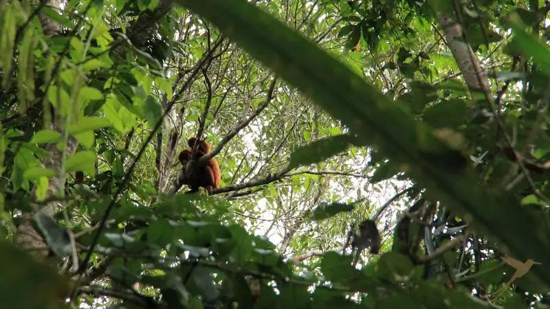 Observe monos en los árboles del Parque Nacional Yasuní