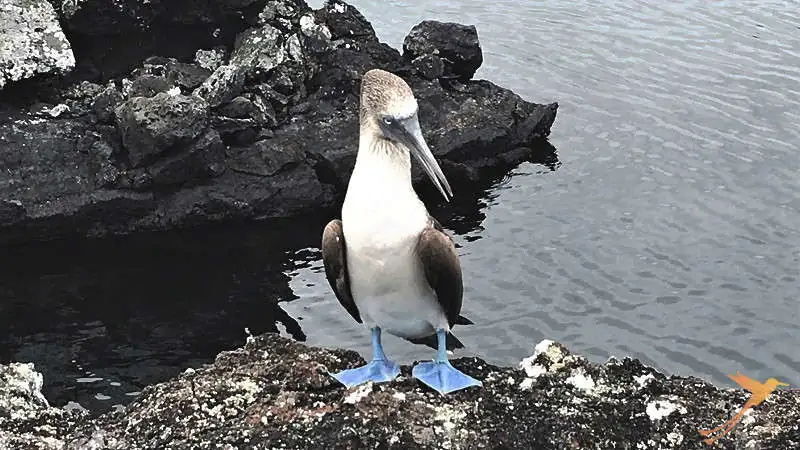 At Tuneles you can spot hundreds of Blue Footed boobies