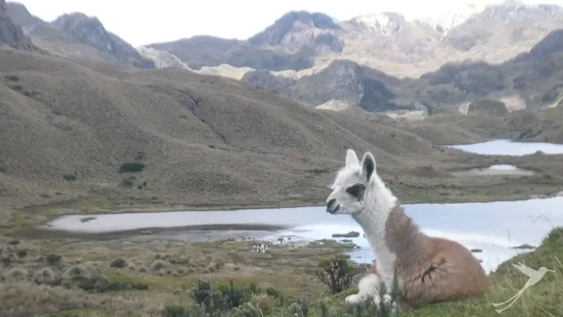 Lama in the Cajas national Park