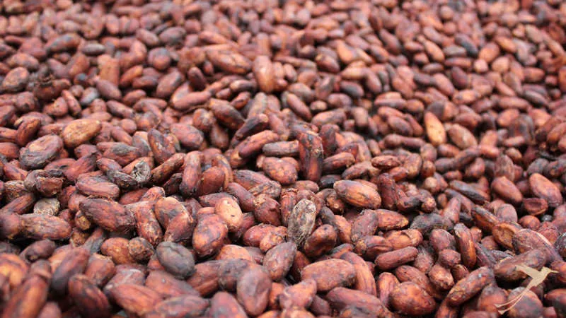 In Mindo you can go on a Chocolate tour.