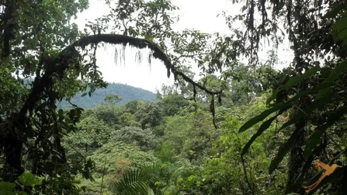 Cloudforest Mindo