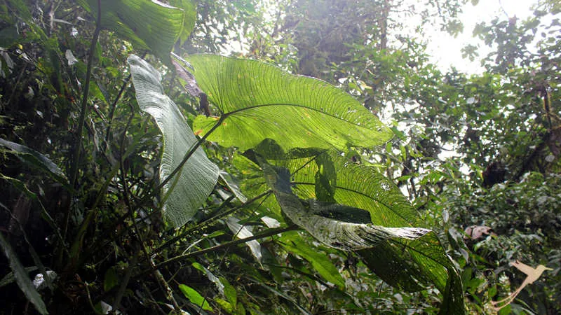 The cloud forest is a unique vegetatio zone.