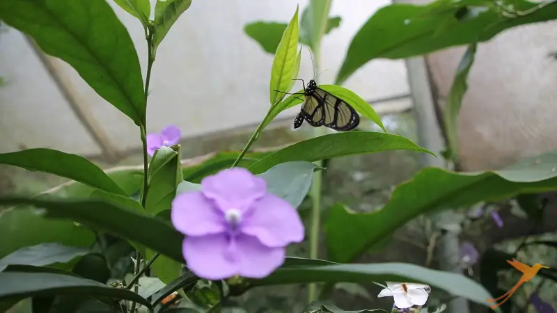 flower and butterfly at the Mashpi lodge
