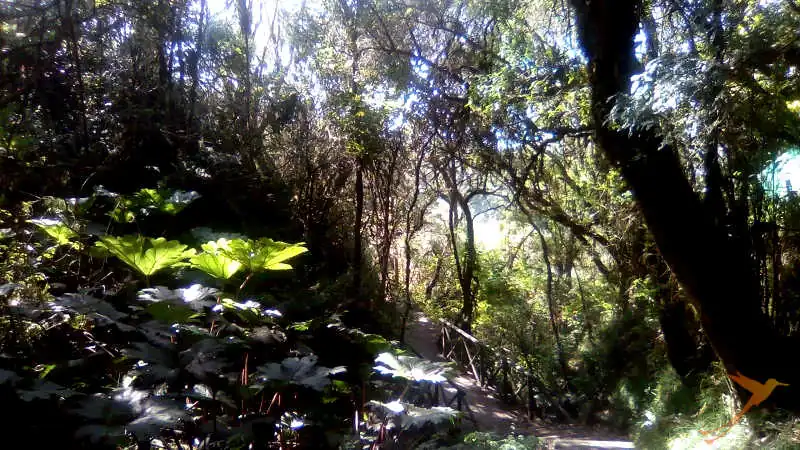 There is also a forest like landscape next to the Cuicocha crater lake