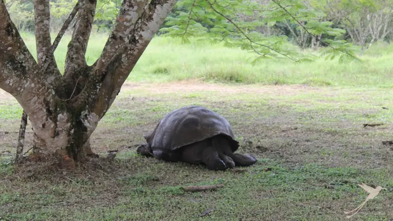 Giant tortoise at the Semilla Verde Hotel