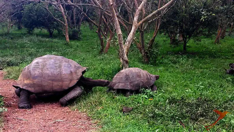giant Galapagos Tortoises in the highlands of Santa Cruz