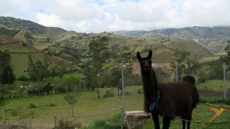 Meet lamas on the way to Quilotoa.