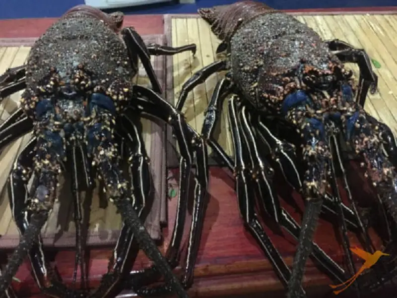 Eat delicious seafood on the Galapagos