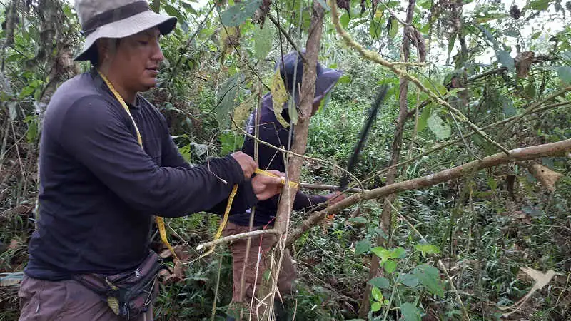 Trees are monitored by the staff of Jocotoco.