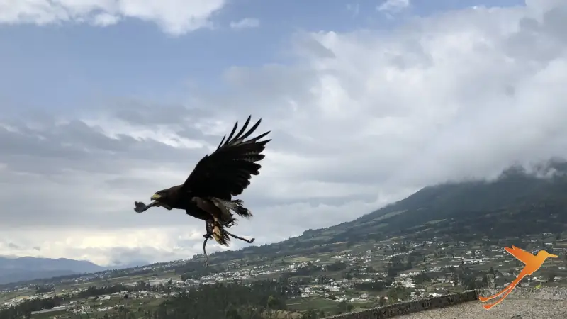 a trained condor in the Parque Condor near Otavalo