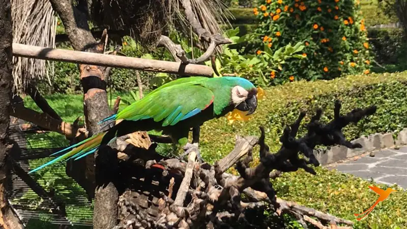 Parrot in Quito