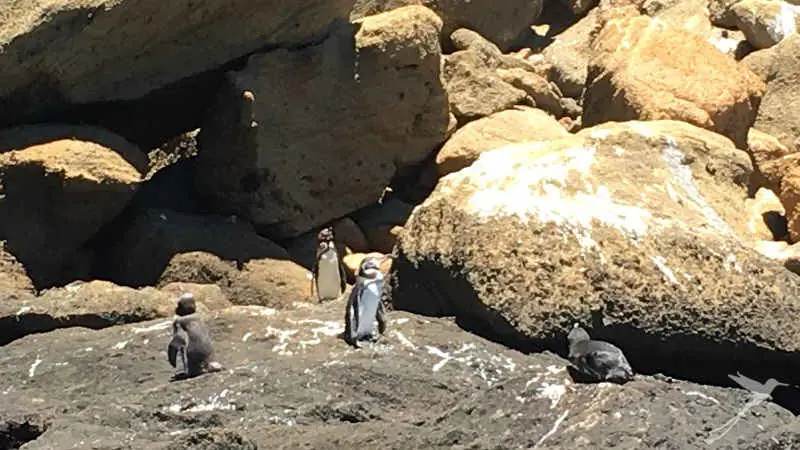 With some luck you can observe the Galapagos penguins.