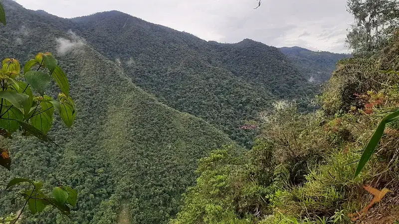 Podocarpus Nationa Parks Ecuador