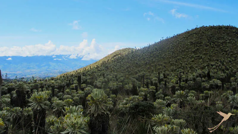 The landscape of the El Angel reserve is unique
