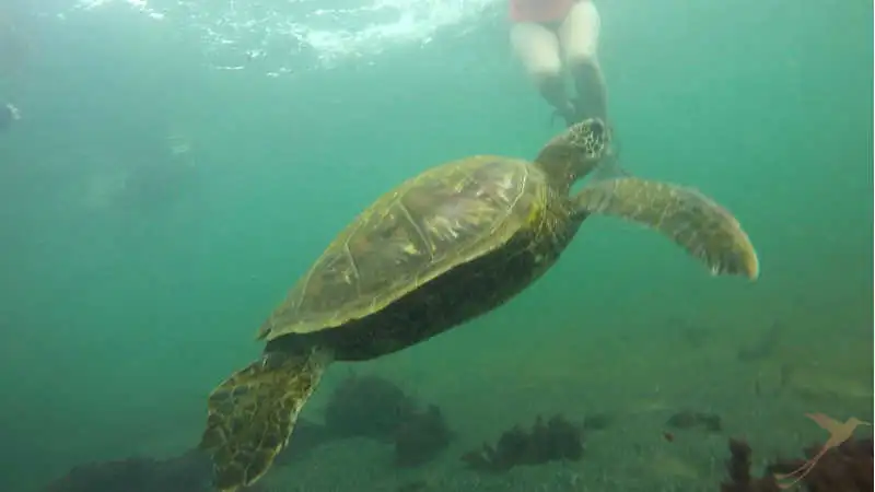 On the Galapagos you can swim with seaturtles