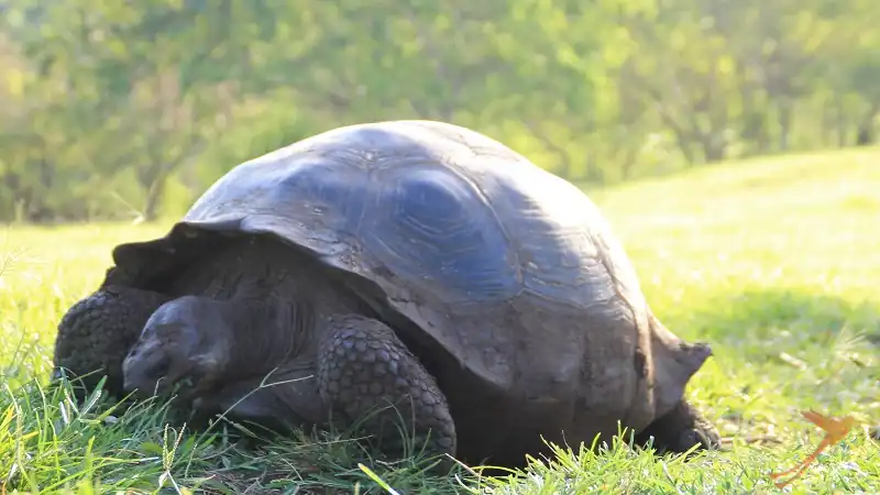 Tortoises can get very old