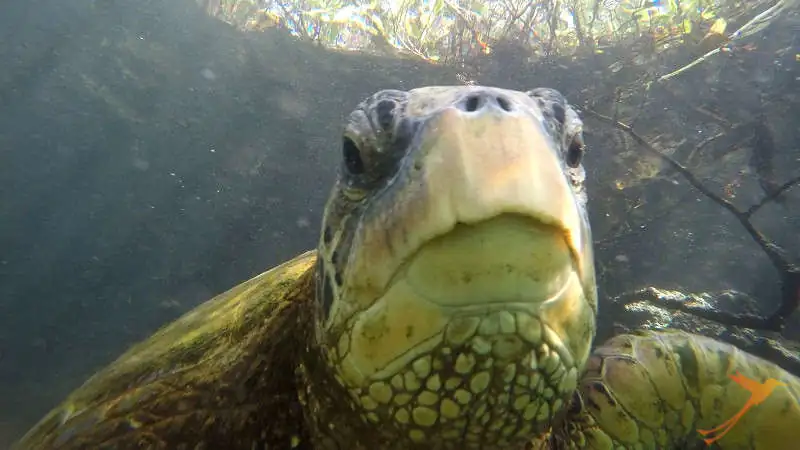 Swim with the sea turtles in the Galapagos Islands