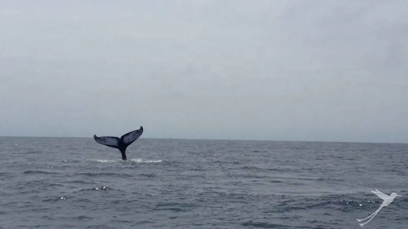 The whale watching season at the Ecuadorian coast takes from june to september