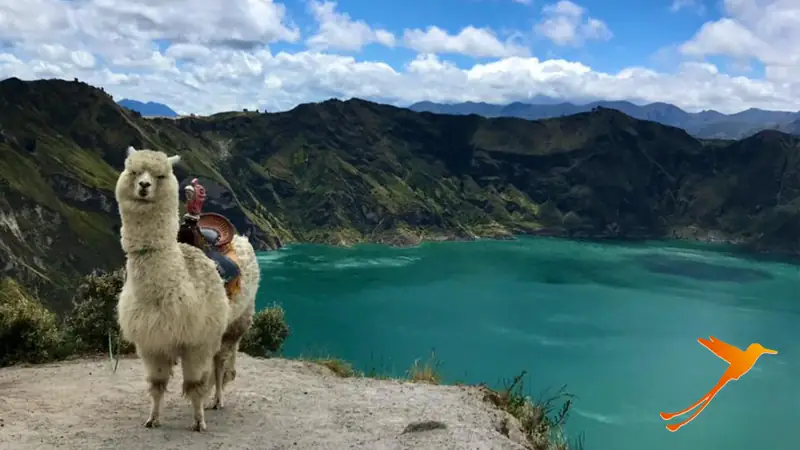 Alpaca frente a la laguna de Quilotoa