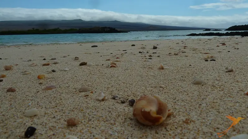 beach of San Cristobal with shells