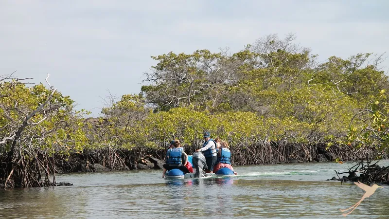discovering the Mangroves from a boat