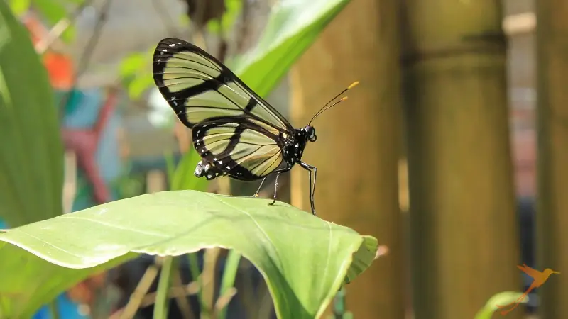 Marisposa de Mindo