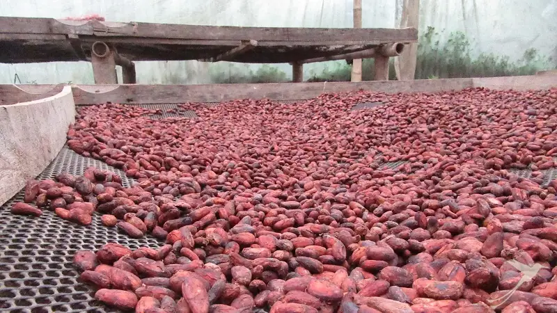 Cacao Museum in Mindo