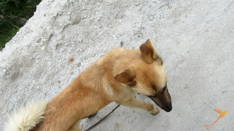 You might meet some friendly dogs on your hike to Quilotoa.