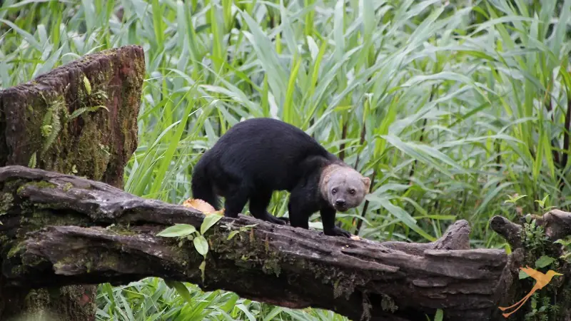 observe diverse fauna at trhe Mashpi Lodge