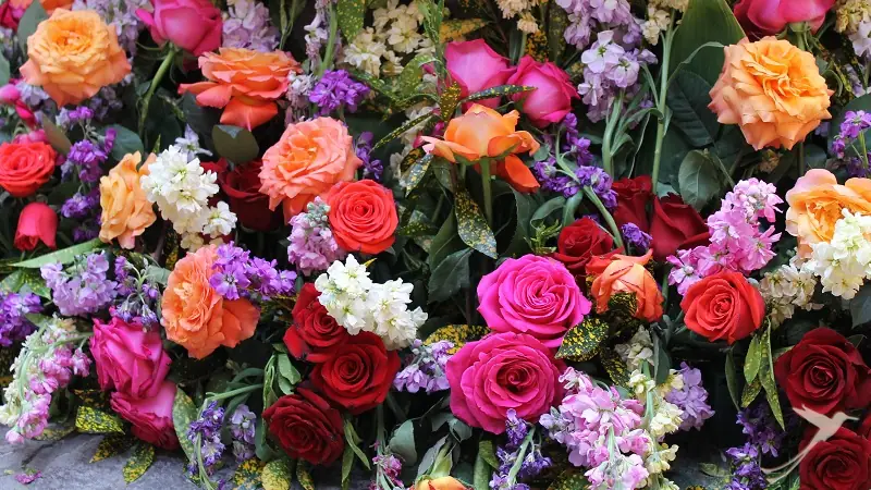 flowers in Ambato
