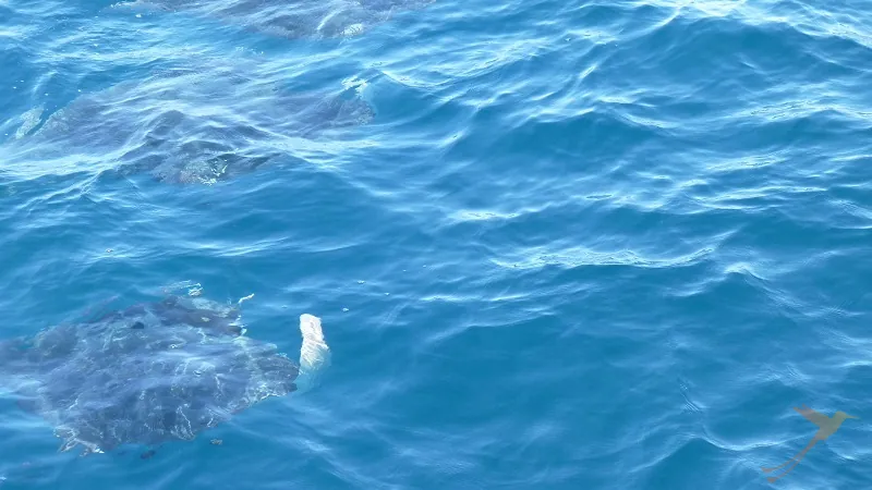 Rays in the ocean at Galapagos