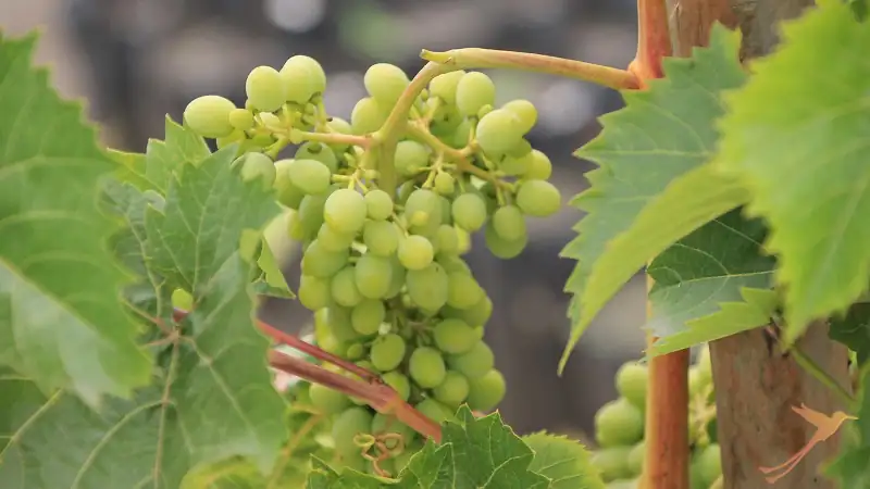 wine Patate quito trip